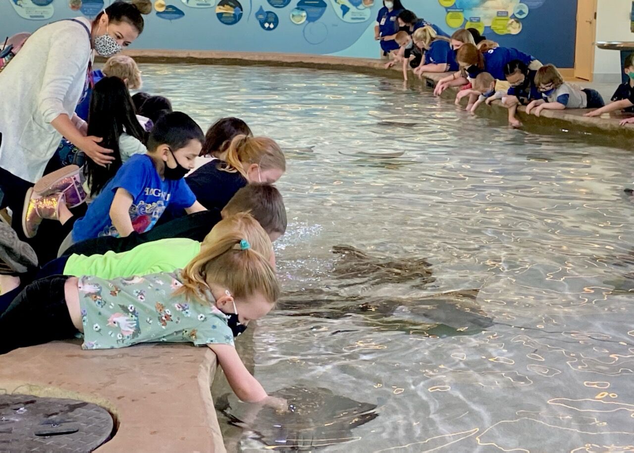 040221-owh-new-stingrays-p2